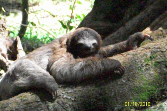 Sloth climbing tree
