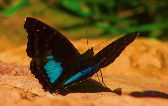 Costa Rica butterfly