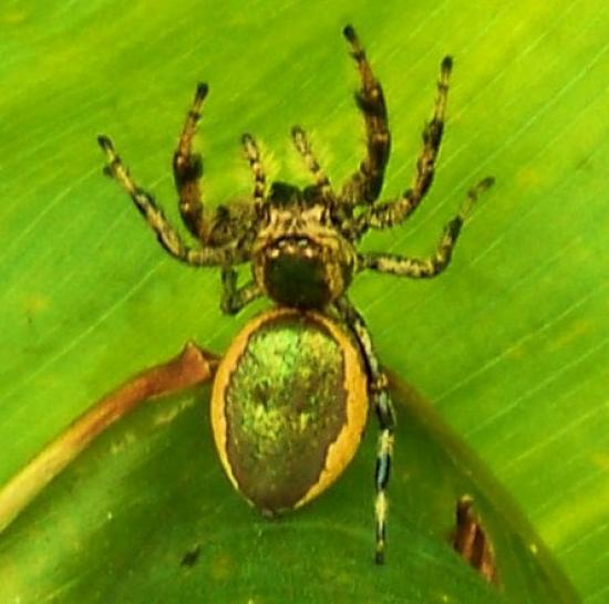 Costa Rica spider