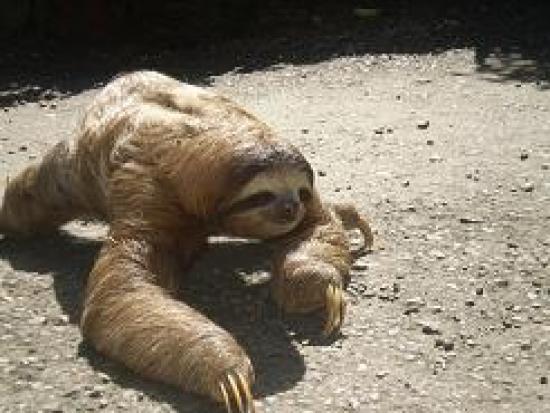 Sloth crossing street