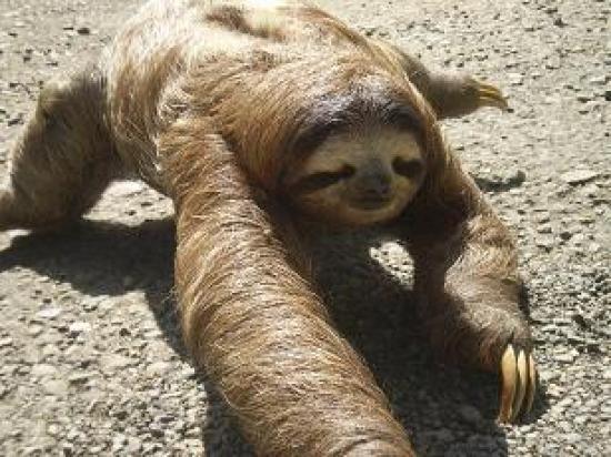 Sloth crossing street