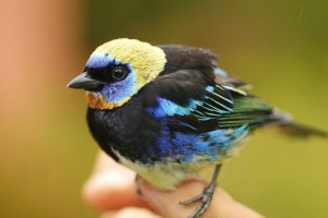 Golden-hooded Tanager
