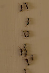 Costa Rica Bugs