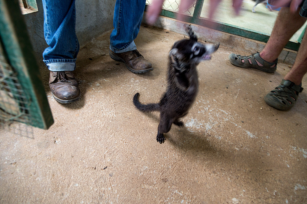 Baby Coati