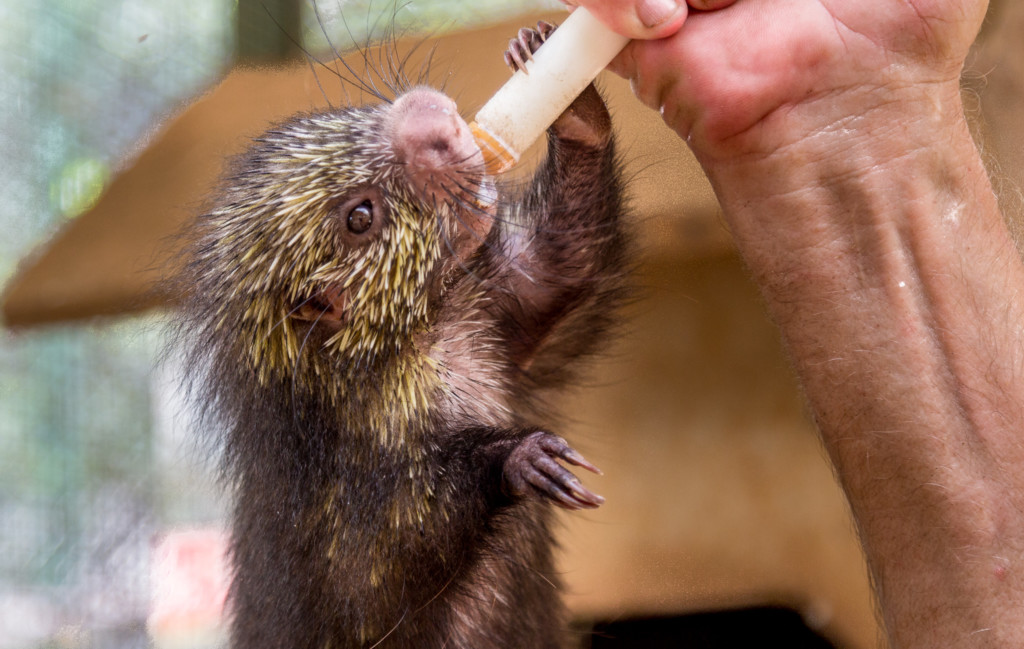 Baby Mexican Porcupine