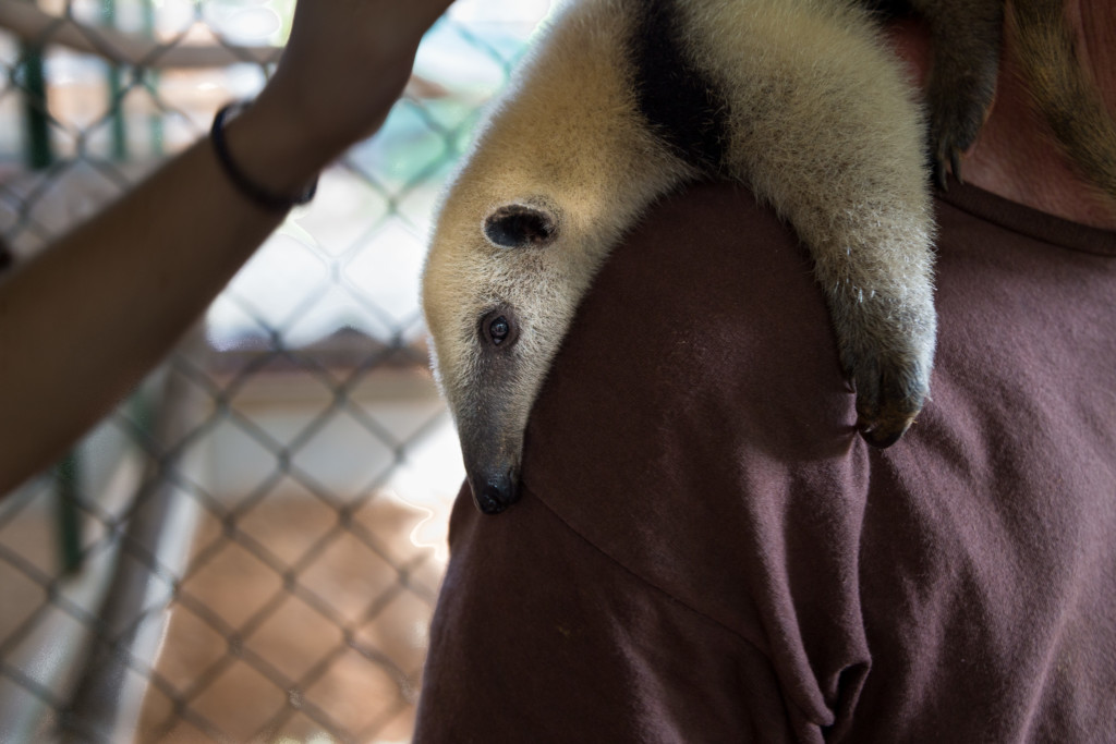 Costa Rica Anteater