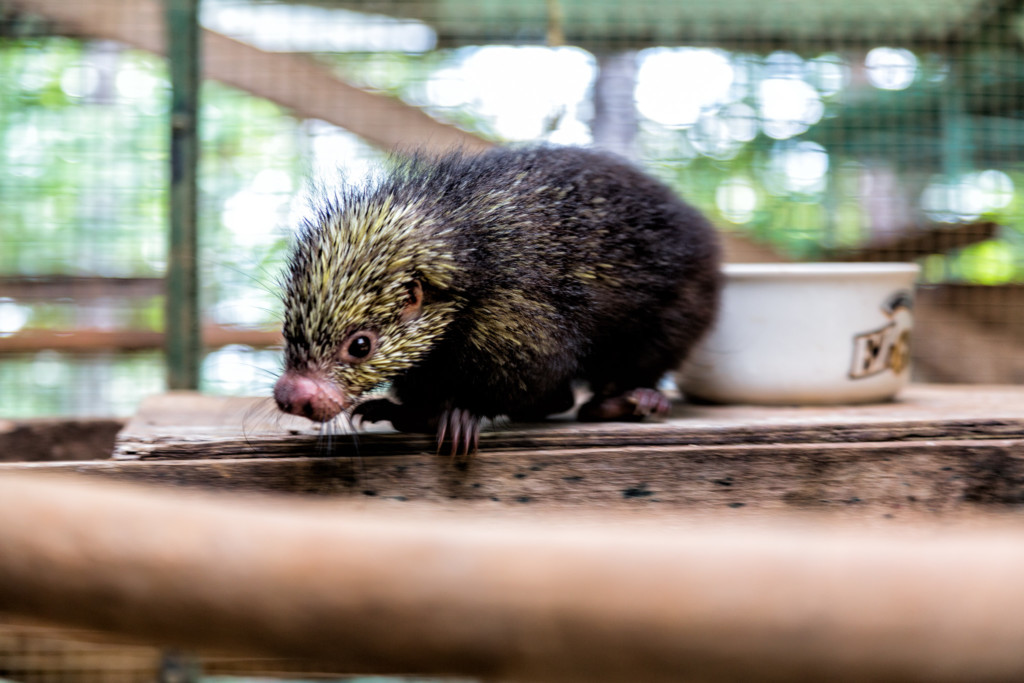 Mexican Porcupine