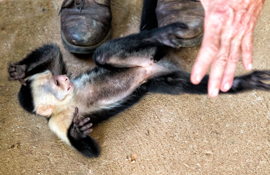 Playing White-Faced Monkey