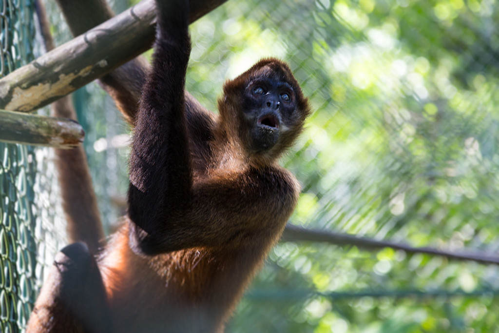 Spider Monkey Costa Rica