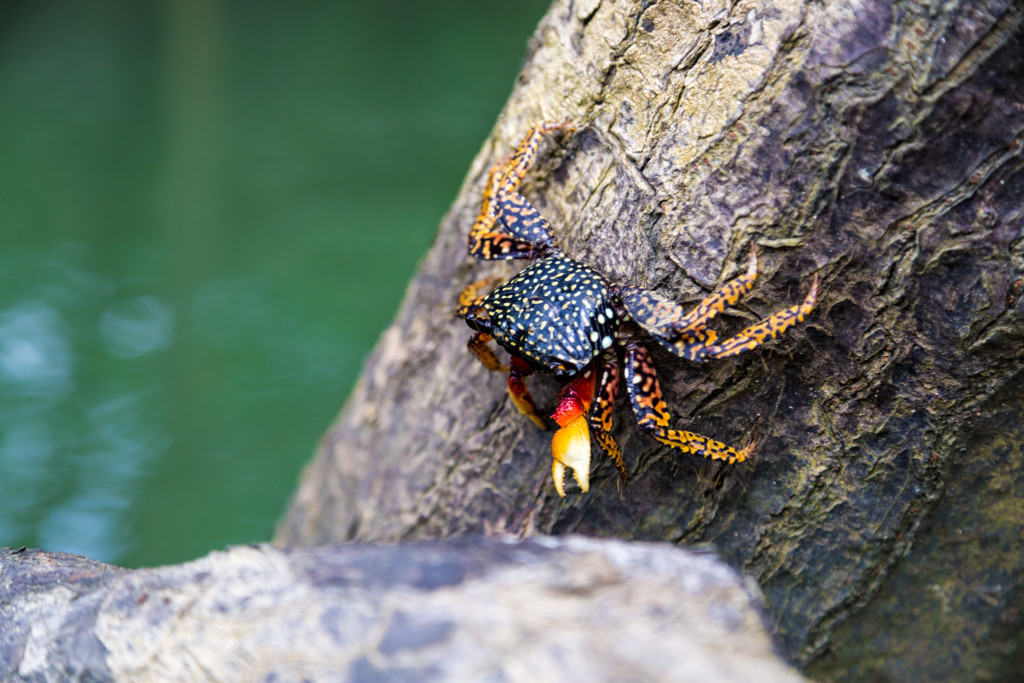 Costa Rica Crab