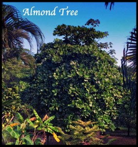 Costa Rica Amond Tree