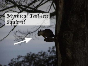 Tail-less Squirrel Costa Rica
