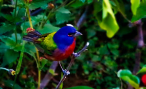 Painted Bunting