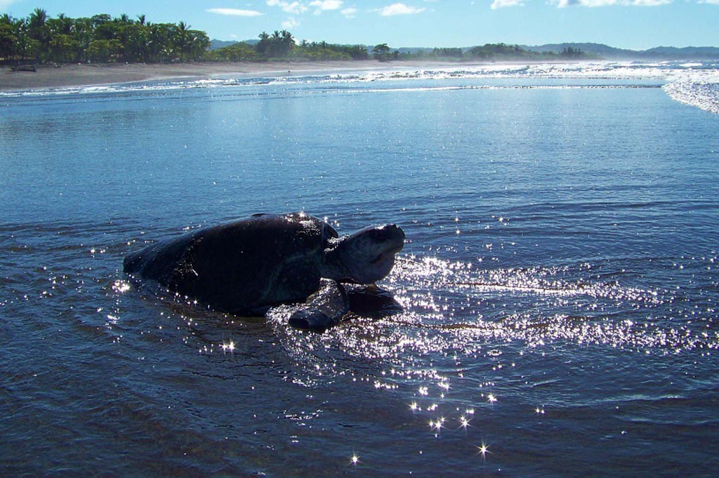 Olive Ridley Turtle