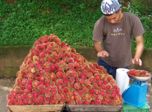 Farmers Market Costa Rica