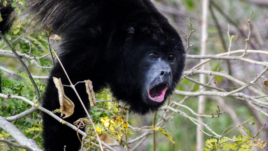 Howler Monkey