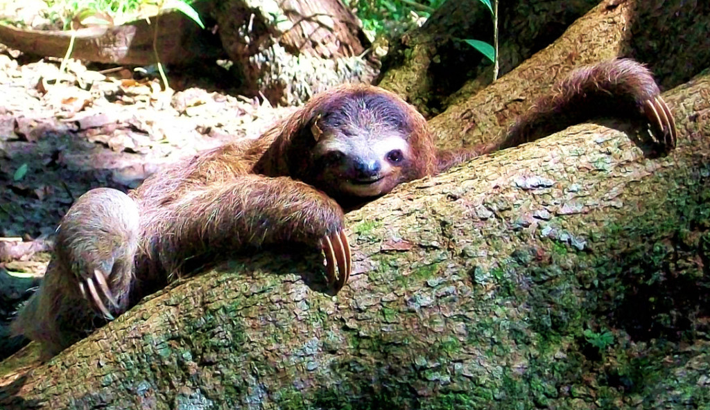 Sloth-Costa-Rica