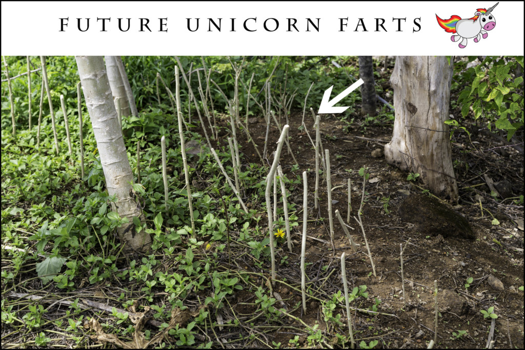 Unicorn Farts